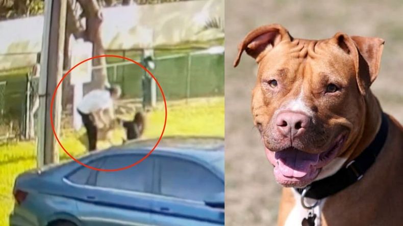 Pitbull.jpg