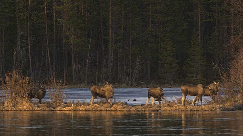 En esta imagen sin fecha, emitida por SVT, aparecen varios alces en Junsele, Suecia, durante las preparaciones para la transmisión en vivo de “La gran migración de los alces, que documenta la migración manual de esos mamíferos cerca de Kullberg, en el norte de Suecia. (SVT vía AP)