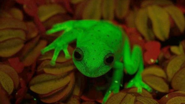 asi es la primera rana fluorescente que han descubierto en el mundo y que vive en argentina