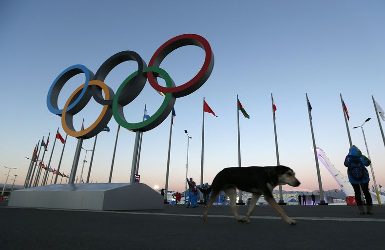 Un perro callejero camina frente a los aros ol&iacute;mpicos en el Parque Ol&iacute;mpico de Sochi el lunes, 3 de febrero de 2014. (AP Photo/Robert F. Bukaty)