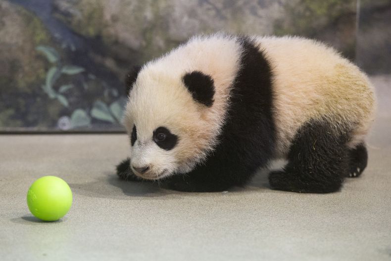 La cachora panda Bao Bao, que tiene cuatro meses y medio, observa con curiosidad una pelota de pl&aacute;stico como parte de los juegos de su entrenamiento en su habitat del Zool&oacute;gico Nacional del Smithsonian de Washington, el martes 7 de enero del
