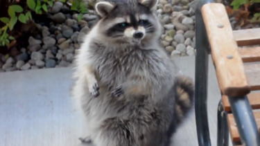 americateve | mapache.png