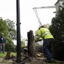 Trabajadores quitan un árbol supuestamente plantado por el presidente Andrew Jackson, en la Casa Blanca en Washington el 7 de abril del 2025. (Pool via AP)