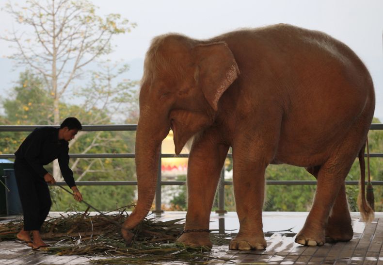 ASI-GEN_MIANMAR-ELEFANTE_BLANCO-0.jpg
