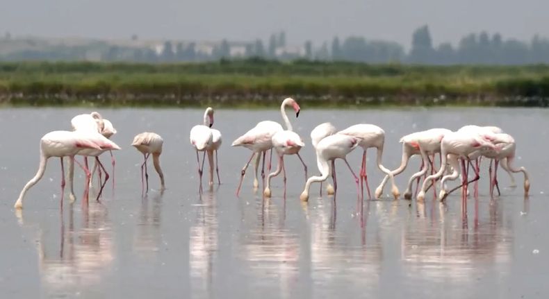 Una bandada de flamencos se ve en un campo inundado que produce arroz para risotto, en Jolanda Di Savoia, Italia, el 11 de junio de 2025. (AP Foto/Niccolo Luppone)