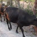 Unas siete mil vacas "desaparecen" en la provincia de Villa Clara