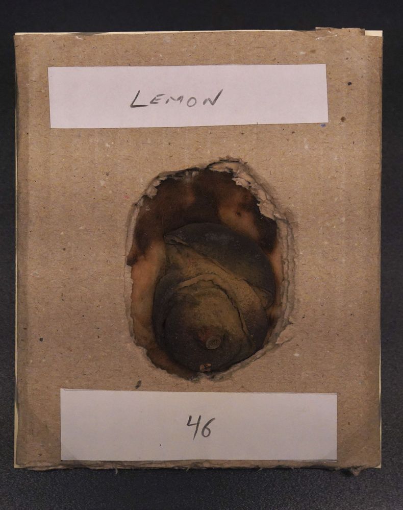 El limón utilizado para escribir con tinta invisible, presentado como prueba en el juicio contra Karl Muller en1915, se exhibe en una vista preliminar de la muestra MI5: Official Secrets en los Archivos Nacionales de Reino Unido, en Londres, el martes 1 de abril de 2025. (Jonathan Brady/PA vía AP)