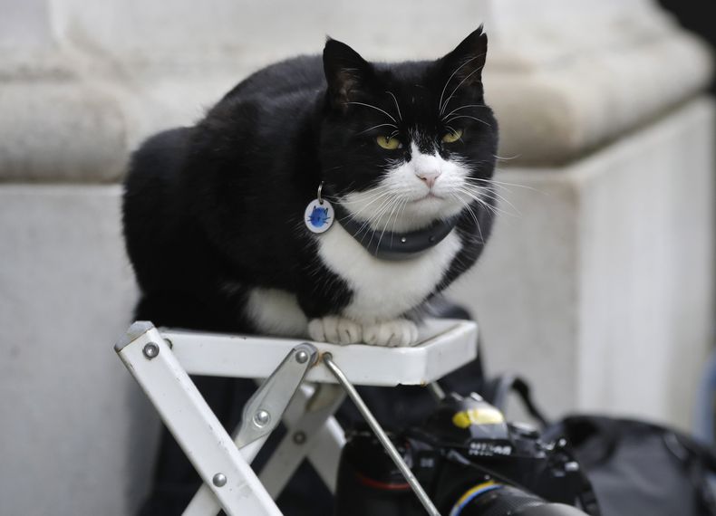 Palmerston, el gato del Ministerio de Relaciones Exteriores de Gran Bretaña, se sienta en la escalera de un fotógrafo de la prensa en Downing Street, en Londres, el 12 de febrero de 2019. (AP Foto/Kirsty Wigglesworth, Archivo)