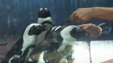penguin palooza este fin de semana en el acuario de miami