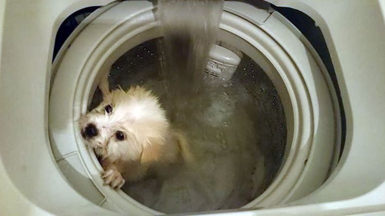 Escándalo en Hong Kong: un joven alardeó en la red social de haber ahogado a una mascota en la máquina. Como no le creían, subió las imágenes. Ahora lo busca la policía, pero está prófug