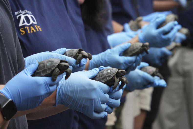 Miembros del personal posan para fotografías con 16 crías de tortuga occidental de Santa Cruz durante su presentación en el Zoológico de Filadelfia, el miércoles 20 de agosto de 2025. (AP Foto/Matt Rourke)
