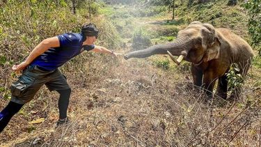 memoria de elefante: el conmovedor momento en que un paquidermo se reencontro con el veterinario que le salvo la vida hace 12 anos
