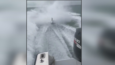 florida: pescadores ataron a un tiburon vivo a una lancha rapida y lo arrastraron hasta destrozarlo