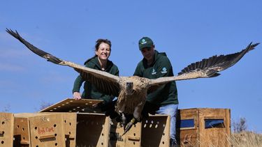 Audrey Delsink (izq) y Matthew Schurch sueltan a un buitre en Hartbeespoort, Sudáfrica, el 14 de julio del 2025. (AP foto/Themba Hadebe)