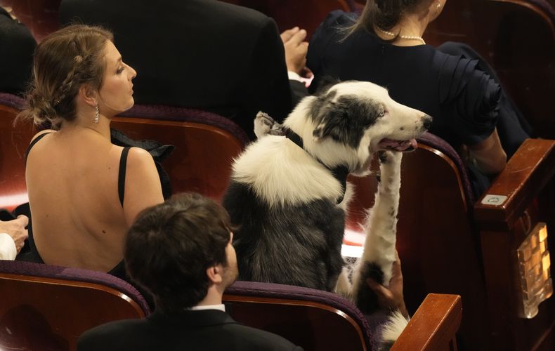 Messi el perro de la película “Anatomie d’une chute” (“Anatomía de una caída”) durante los Oscar el domingo 10 de marzo de 2024, en el Teatro Dolby de Los Ángeles. (AP Foto/Chris Pizzello)