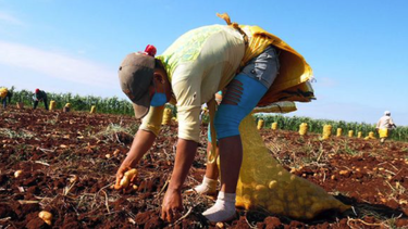 se pudren mas de 5.500 toneladas de papa en ciego de avila y las autoridades culpan al clima