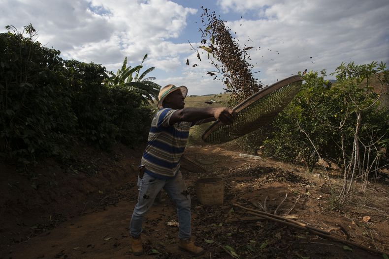 Jose Natal da Silva, productor de café, sacude los granos de café en su plantación en Porciuncula, en el estado de Río de Janeiro, Brasil, el 17 de julio de 2025. (AP Foto/Bruna Prado)