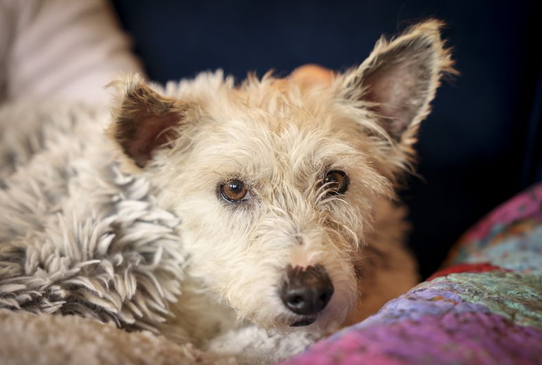 Scrim acostado bajo una manta tras ser capturado en Nueva Orleans, el martes 11 de febrero de 2025. (Sophia Germer/The New Orleans Advocate via AP)