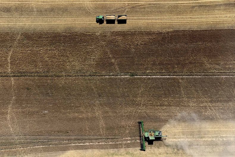 Agricultores cosechan un campo de cereales cerca de Wernigerode, Alemania, el 10 de agosto de 2023. Noruega gastará 6 millones de dólares al año hasta el final de la década para abastecerse de cereales, dijo el gobierno el 25 de agosto de 2023. (Foto AP/Matthias Schrader, Archivo)