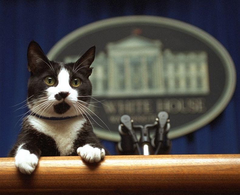 Socks, el gato del presidente Bill Clinton, subido en el podio de la sala de prensa de la Casa Blanca, en Washington, el 19 de marzo de 1994. (AP Foto/Marcy Nighswander, Archivo)