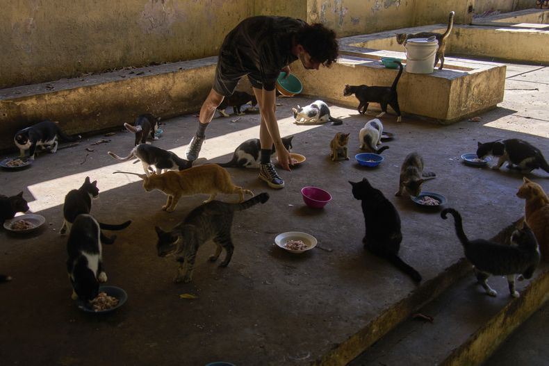Un hombre alimenta a gatos callejeros de la colonia felina protegida Proyecto Aldameros en un parque de la zona histórica de La Habana, el martes 5 de agosto de 2025. (AP Foto/Ramón Espinosa)