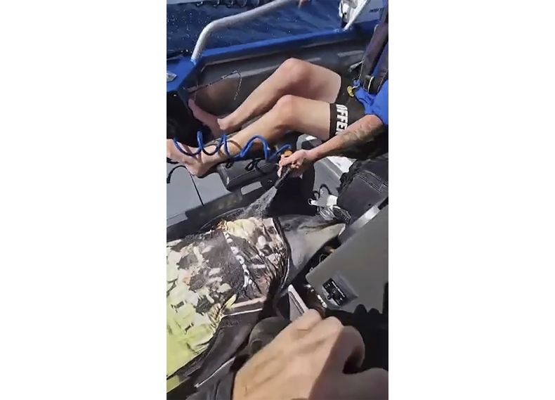 Esta imagen extraída de un video proporcionado por Dean Harrison muestra a un delfín en un bote, rociado con agua, después de que saltara a la embarcación el 28 de febrero de 2025 en Bay of Islands, Nueva Zelanda. (Dean Harrison via AP)