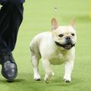 ARCHIVO - Winston, un bulldog francés, participa en la competencia grupal no deportiva en la 147a. exhibición canina del Westminster Kennel Clubel lunes 8 de mayo de 2023, en Nueva York. (AP Foto/Mary Altaffer, Archivo)