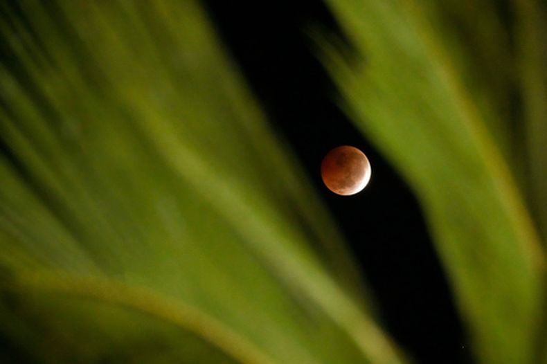 La Luna, vista desde detrás de una palmera durante un eclipse lunar parcial, en Salvador, en el estado de Bahía, Brasil, el 28 de agosto de 2026. (AP Foto/Eraldo Peres)