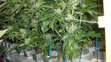 americateve | Los padres de una pareja de adolescentes fueron arrestados en el suroeste de Miami Dade al descubrirse que los jóvenes mantenían un cultivo hidropónico de marihuana en una piscina que estaba tapiada.