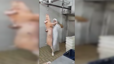 asi se trabaja en un frigorifico brasileno cuando no hay jefes (video)
