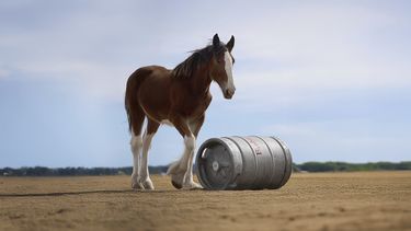 Esta imagen proporcionada por Budweiser muestra el anuncio de fútbol americano de la NFL del Super Bowl 2025 de Budweiser. (Budweiser vía AP)
