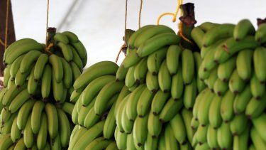 Agricultura confirma llegada de contenedores de guineos