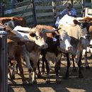 Más de 14.000 reses han muerto por desnutrición en Sancti Spíritus desde finales de 2014