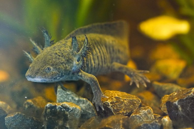 ARCHIVO - Un ajolote nada en un acuario en un museo del Parque Ecológico Xochimilco, en la Ciudad de México, el 11 de febrero de 2025. (Foto AP/Marco Ugarte, Archivo)