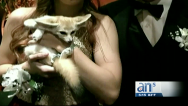 una graduacion de secundaria en miami  se convierte en jungla con tigre incluido