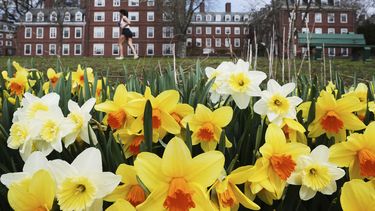Una corredora pasa por narcisos y dormitorios en la Universidad de Harvard, el martes 15 de abril de 2025, en Cambridge, Massachusetts (AP Foto/Charles Krupa)