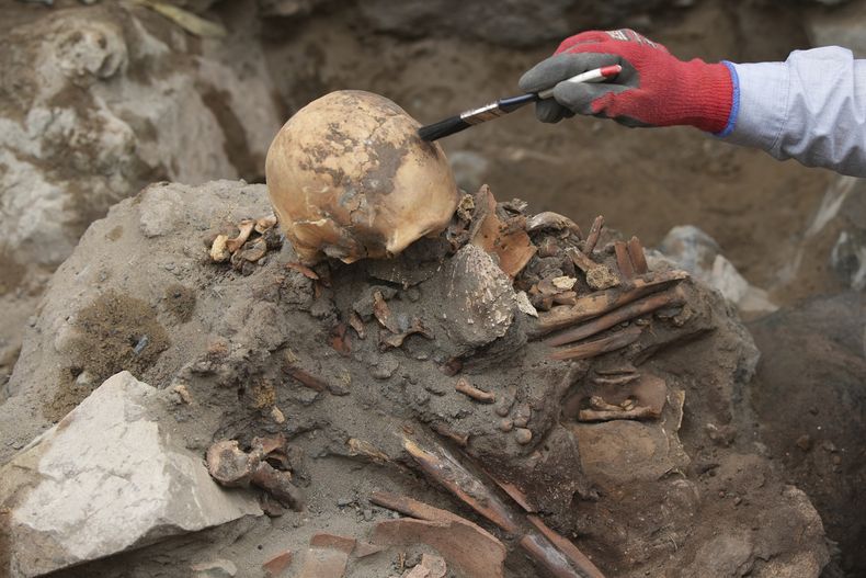 El arqueólogo José Aliaga limpia un cráneo de la cultura preinca Ychsma luego de que trabajadores municipales que excavaban una línea de gas natural para la empresa Caliddá encontraran huesos y artefactos en el distrito de Santiago de Surco, Lima, Perú, el miércoles 3 de septiembre de 2025. (Foto AP/Guadalupe Pardo)