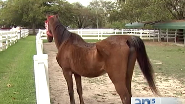 americateve | CABALLOS MALTRATADOS.png