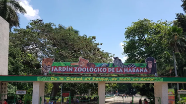 el zoologico de la habana, de emblema capitalino a simbolo de abandono y miseria