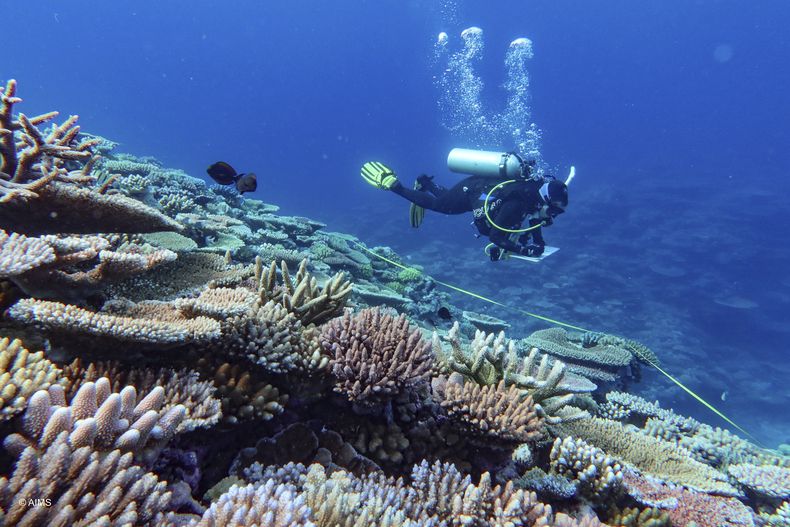 Un buzo inspecciona el coral en la Gran Barrera de Coral, en Queensland, Norte, Australia, el 23 de septiembre de 2024. (Instituto Australiano de Ciencias Marinas vía AP)