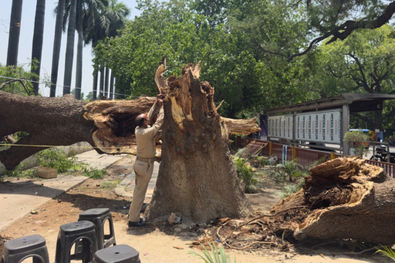 Un operario ata una cuerda a un árbol caído para armar un refugio temporal tras tormentas de arena y fuertes lluvias en Prayagraj, India, el 14 de mayo de 2026. (AP Foto/Rajesh Kumar Singh)
