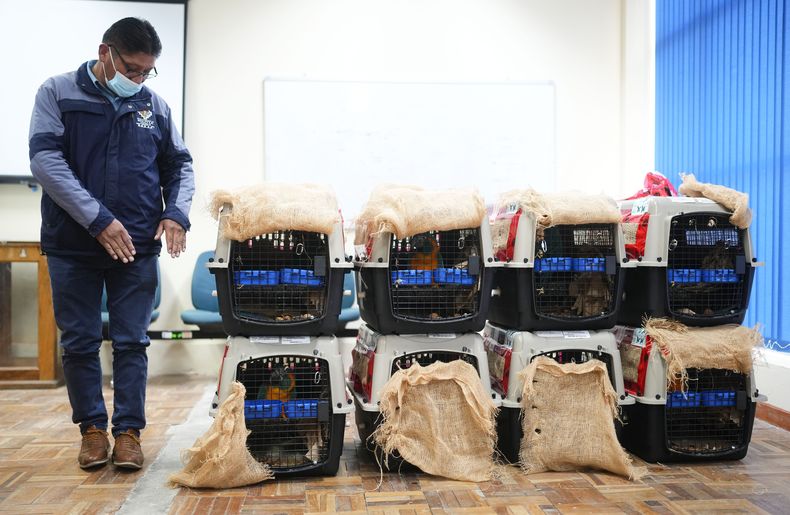 El viceministro de Medio Ambiente y Biodiversidad, Magín Herrera López, junto a jaulas que transportan guacamayos de barba azul mientras da una conferencia de prensa en el aeropuerto de El Alto, Bolivia, el miércoles 27 de septiembre de 2023. (AP Foto/Juan Karita)