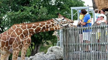 americateve | zoo Miami
