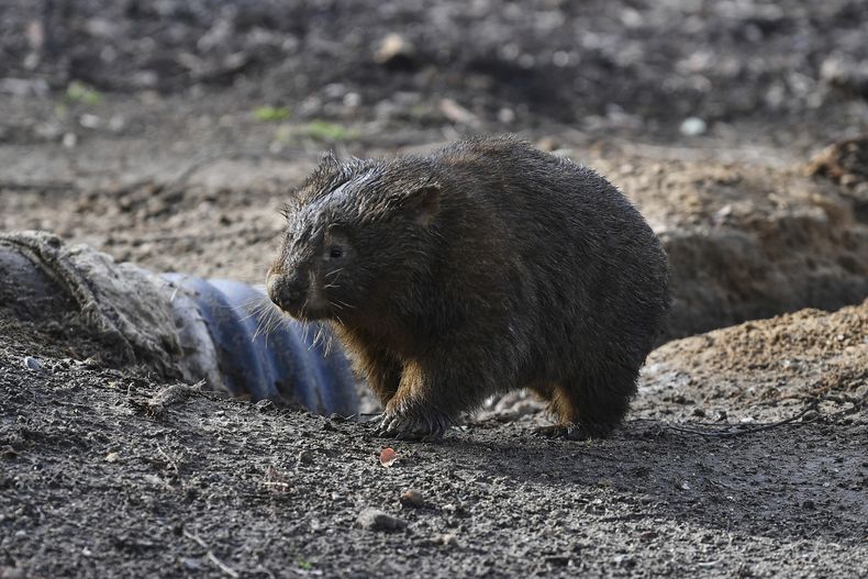 Un wombat camina en un refugio para animales silvestres en Bendalong, en la Costa Sur, de Australia, el martes 26 de mayo de 2020. (Dean Lewins/AAP Image via AP)