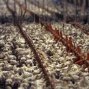 Cuba vuelve a importar pollos de EEUU