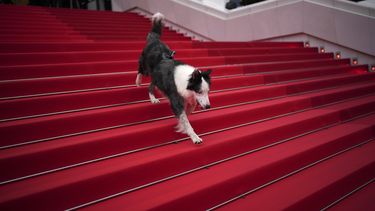 El perro Messi posa a su llegada a la ceremonia y el estreno de la película The Second Act en la 77ª edición del Festival de Cine de Cannes en Francia el martes 14 de mayo de 2024. (Foto Daniel Cole/Invision/AP)