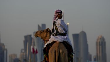 Hasta los camellos trabajan horas extra en el Mundial