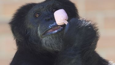 americateve | El chimpanc&eacute; Paulinho disfruta de un helado en el zoo de R&iacute;o de Janeiro, mi&eacute;rcoles 8 de enero de 2014. Hombres y animales por igual sufren las temperaturas superiores a los 48 grados (120 Fahrenheit). (AP Foto/Silvia Izquierdo)