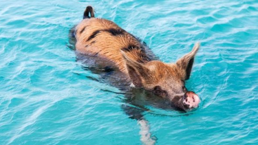 los extranos experimentos que demostraron que solo una especie de mamifero no puede nadar