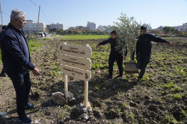 Granjeros palestinos se preparan para plantar el primer olivo de un proyecto de plantación en un olivar de 10 dunams (2.5 acres), denominado “Granja de la Libertad”, en memoria del presidente estadounidense Jimmy Carter, en la ciudad de Tulkarem, en Cisjordania, el lunes 13 de enero de 2025. (AP Foto/Nasser Nasser)